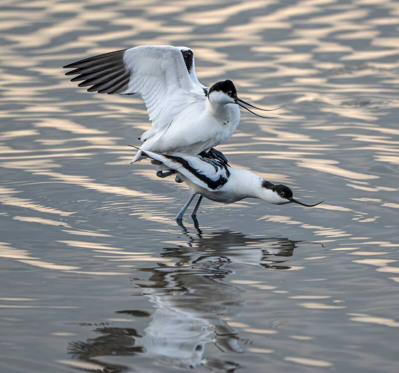 Albufera de Mallorca фото превью