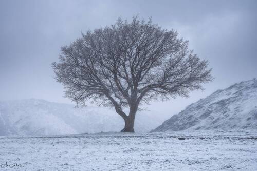 The Lonely Tree