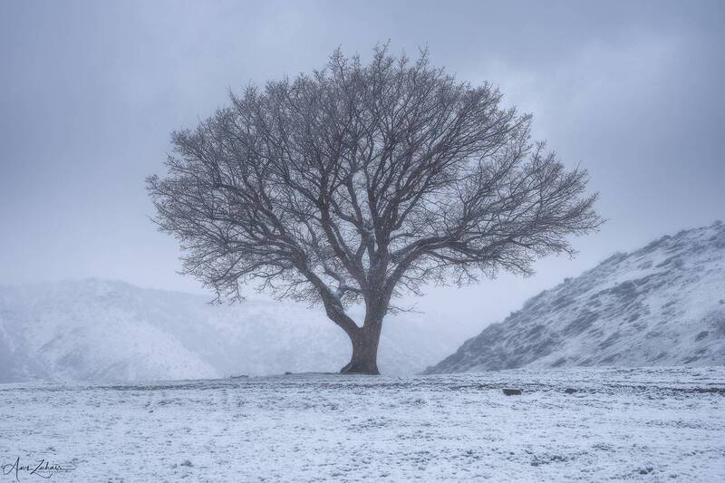 The Lonely Tree фото превью