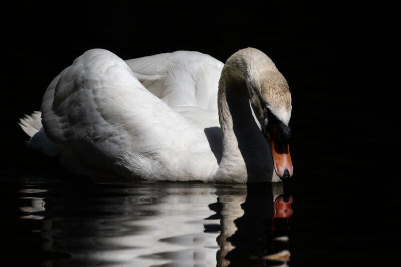 wildlife, birdwatching, nature, bird photography, птица, фотоохота, природа, лебедь-шипун Лебедь-шипун  фото превью