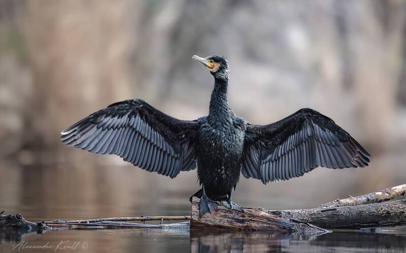 баклан, большой баклан, phalacrocorax carbo, крылья, сушка Перерыв на сушку фото превью