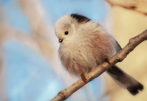 Ополовник - львёнок