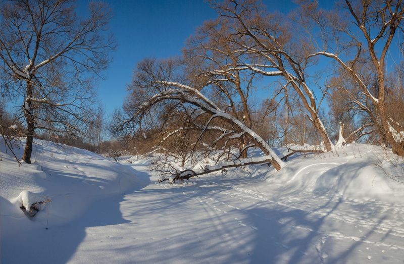 зима, река, лес  фото превью