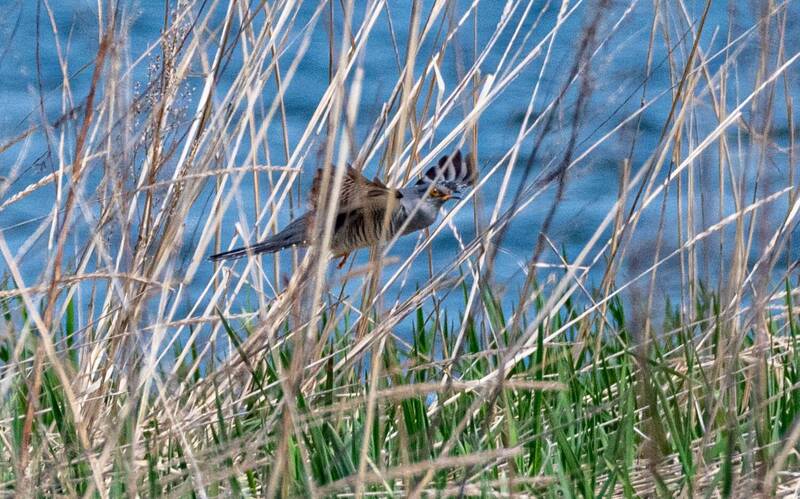 кукушка, птица, хабаровский край, бухта сизиман Кукушка фото превью