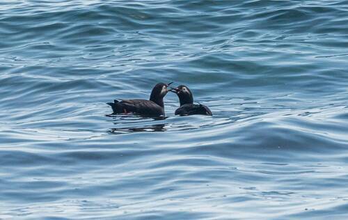 Очковые чистики