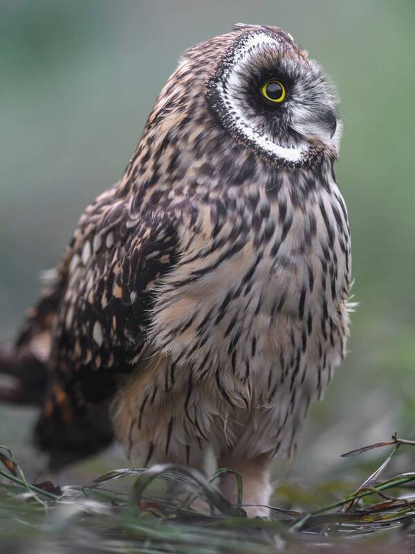 Совенок фото превью