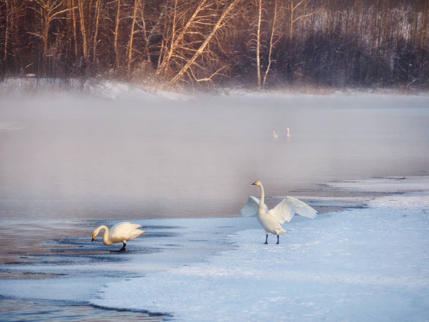 лебеди, алтайский край, Галина Хвостенко