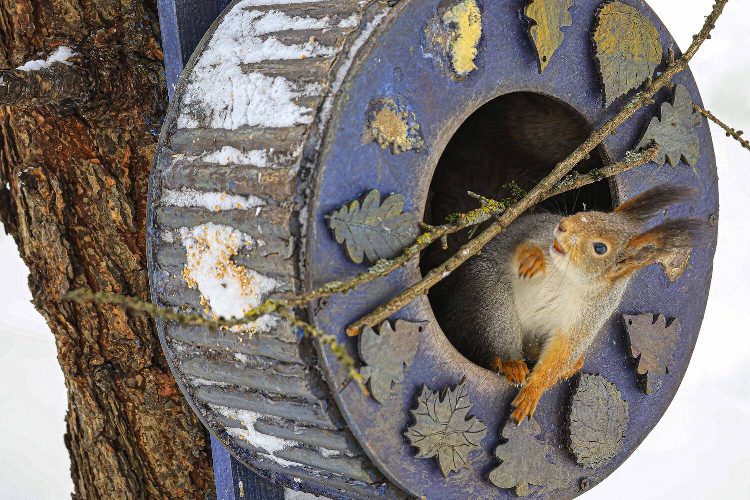 белка, Marat Magov