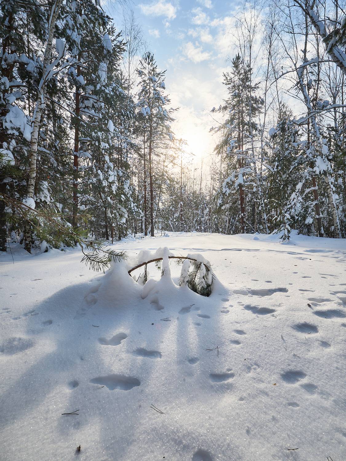 московская область, мещёра, пейзаж, день, лес, Михаил