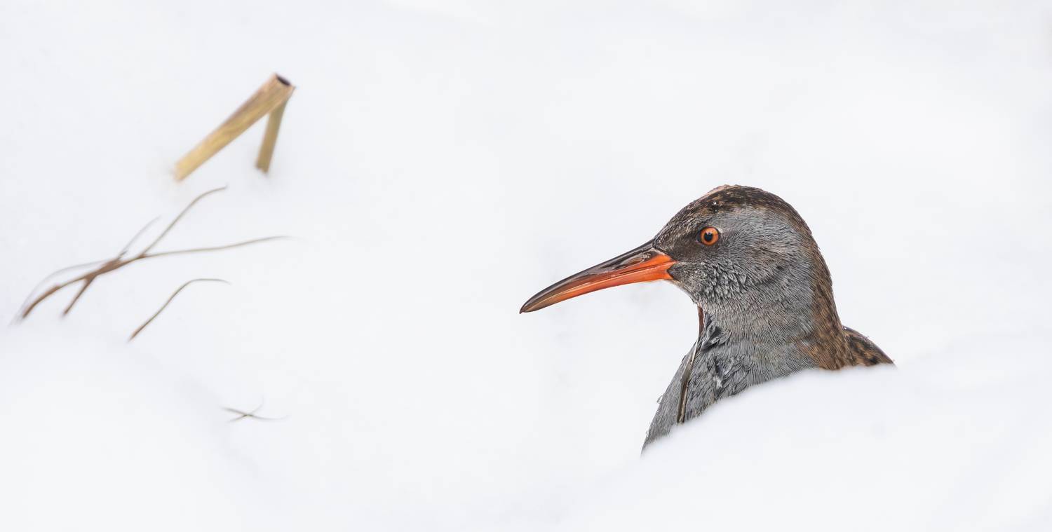 , Веревченко Михаил