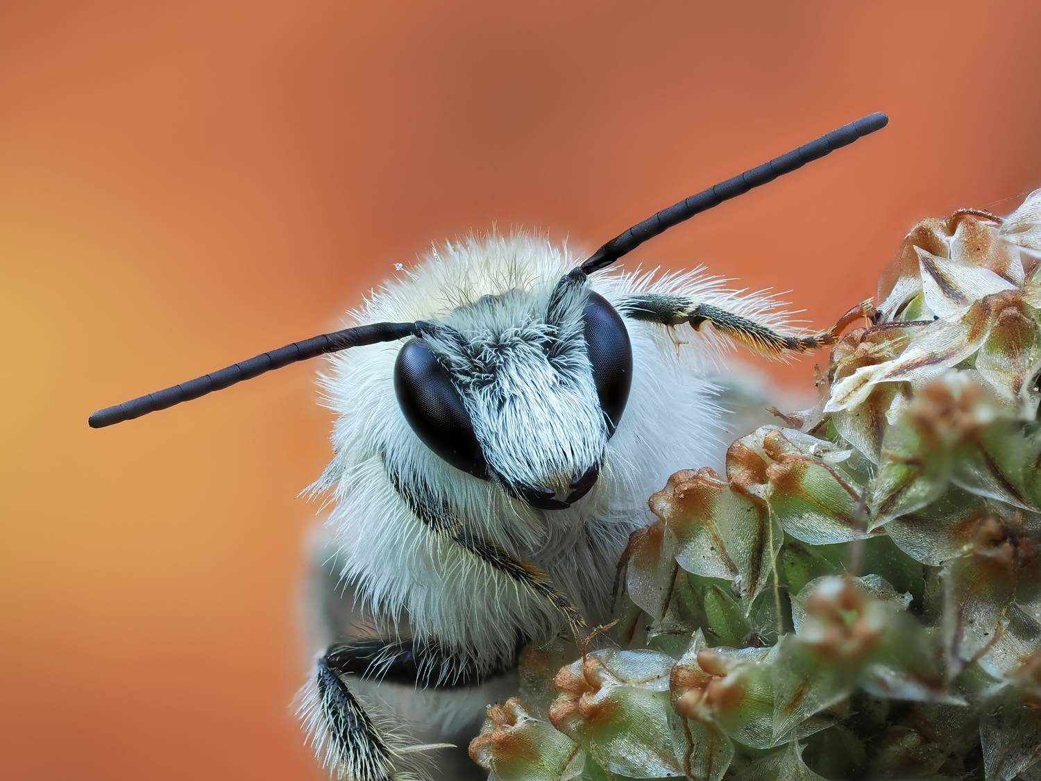 Пчела, макросъемка, насекомые, Глеб Коровко
