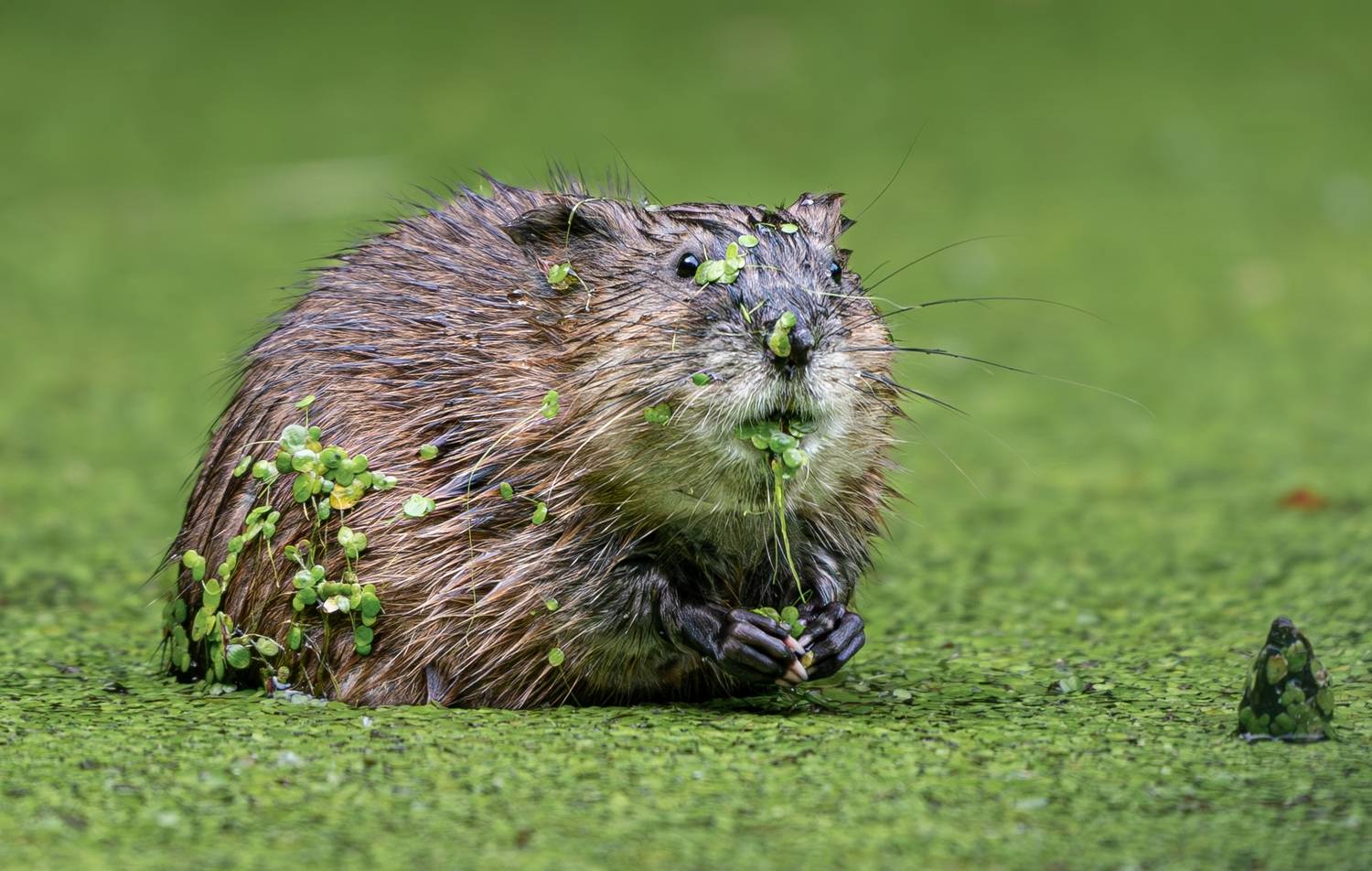 , Климина Татьяна