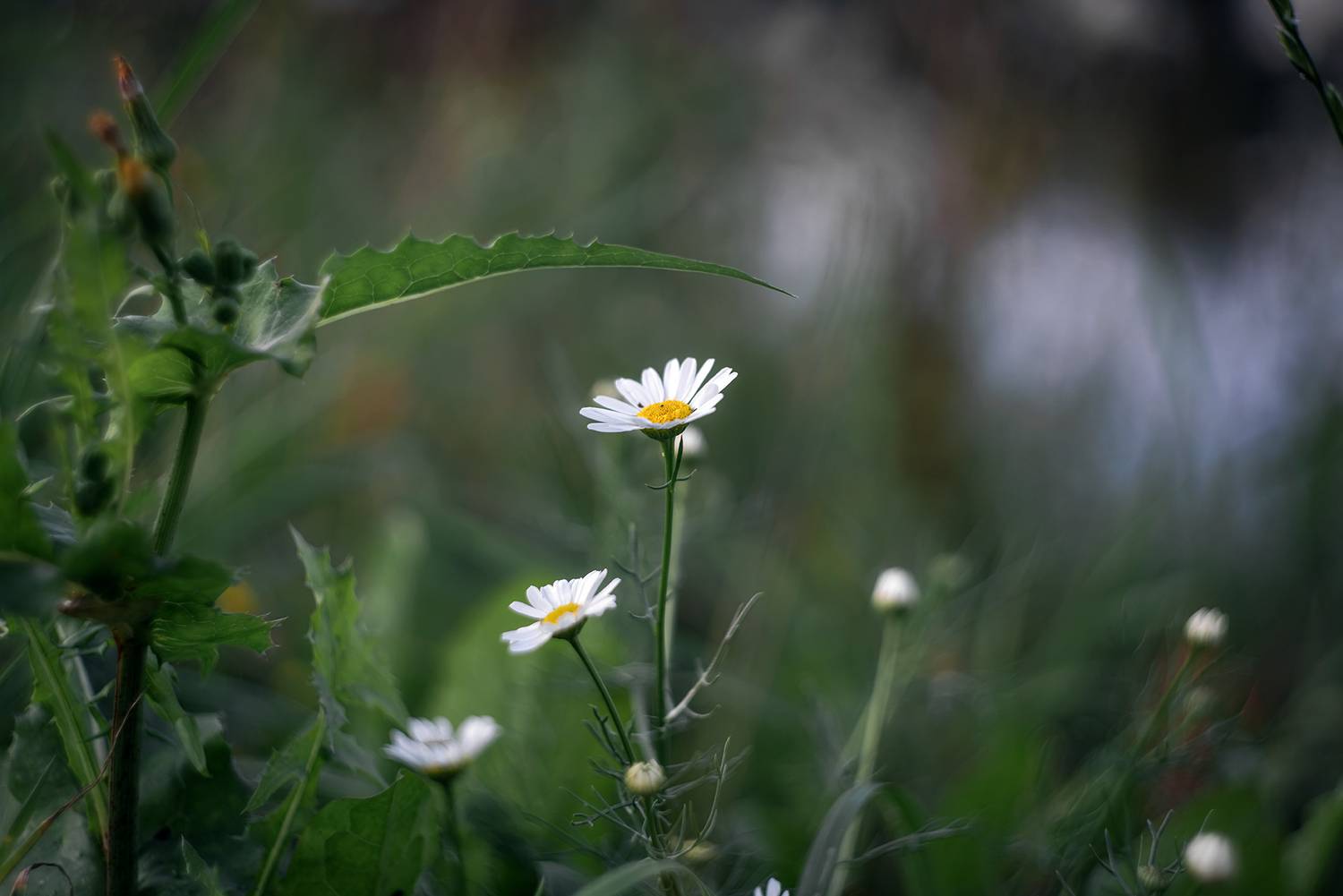, Людмила Завьялова