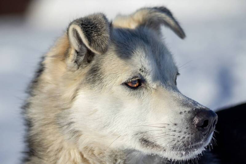 пес, из, частного, сектора Мордастый портрет фото превью