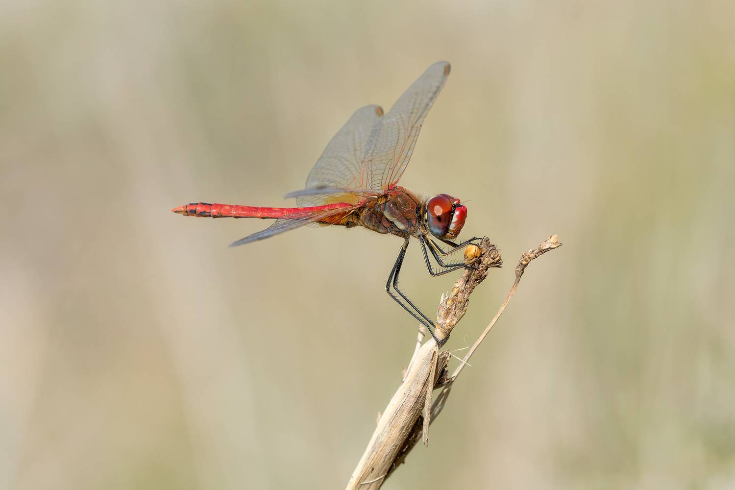 macro, color, suavidad, Agus