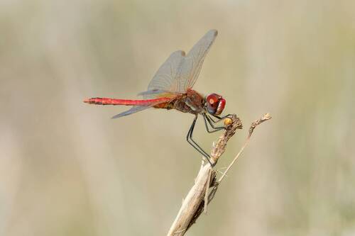 Libélula roja