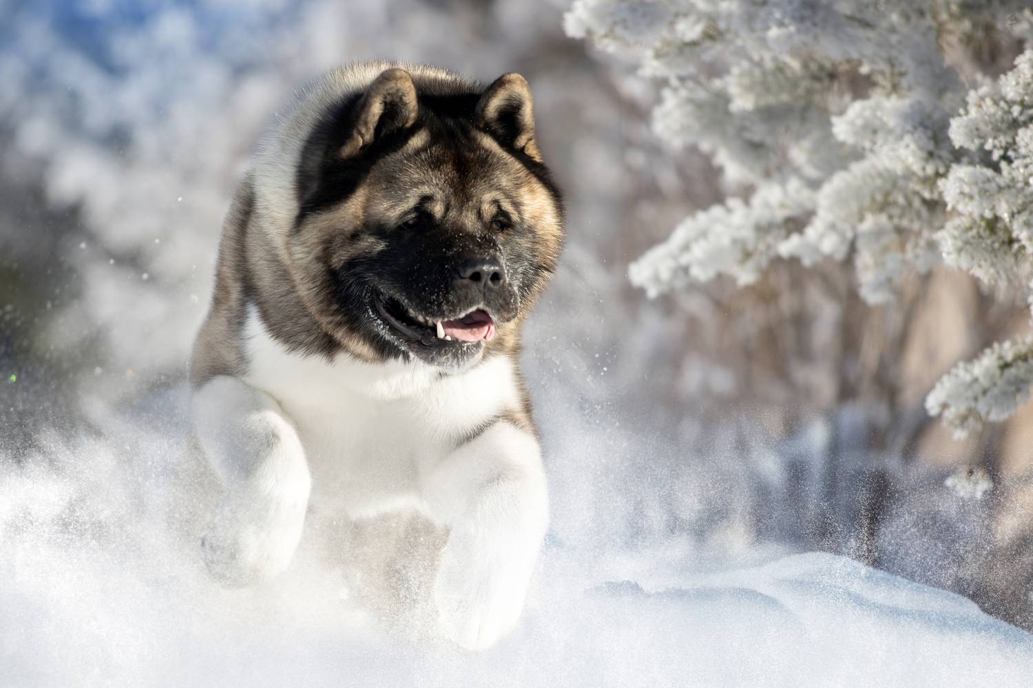 , Светлана Писарева