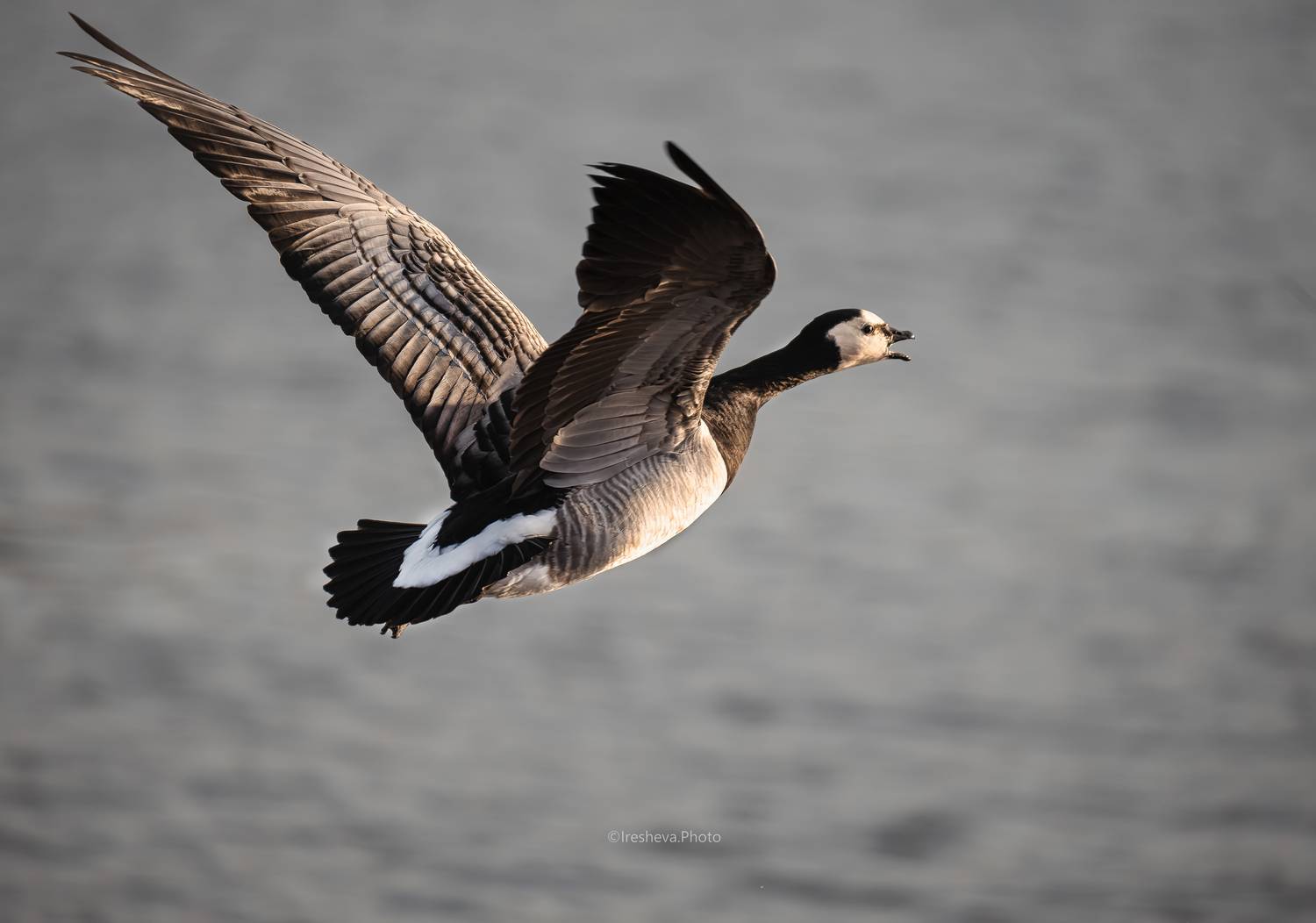 Белощекая казарка, казарка, гусь, птица, Ирешева Мария