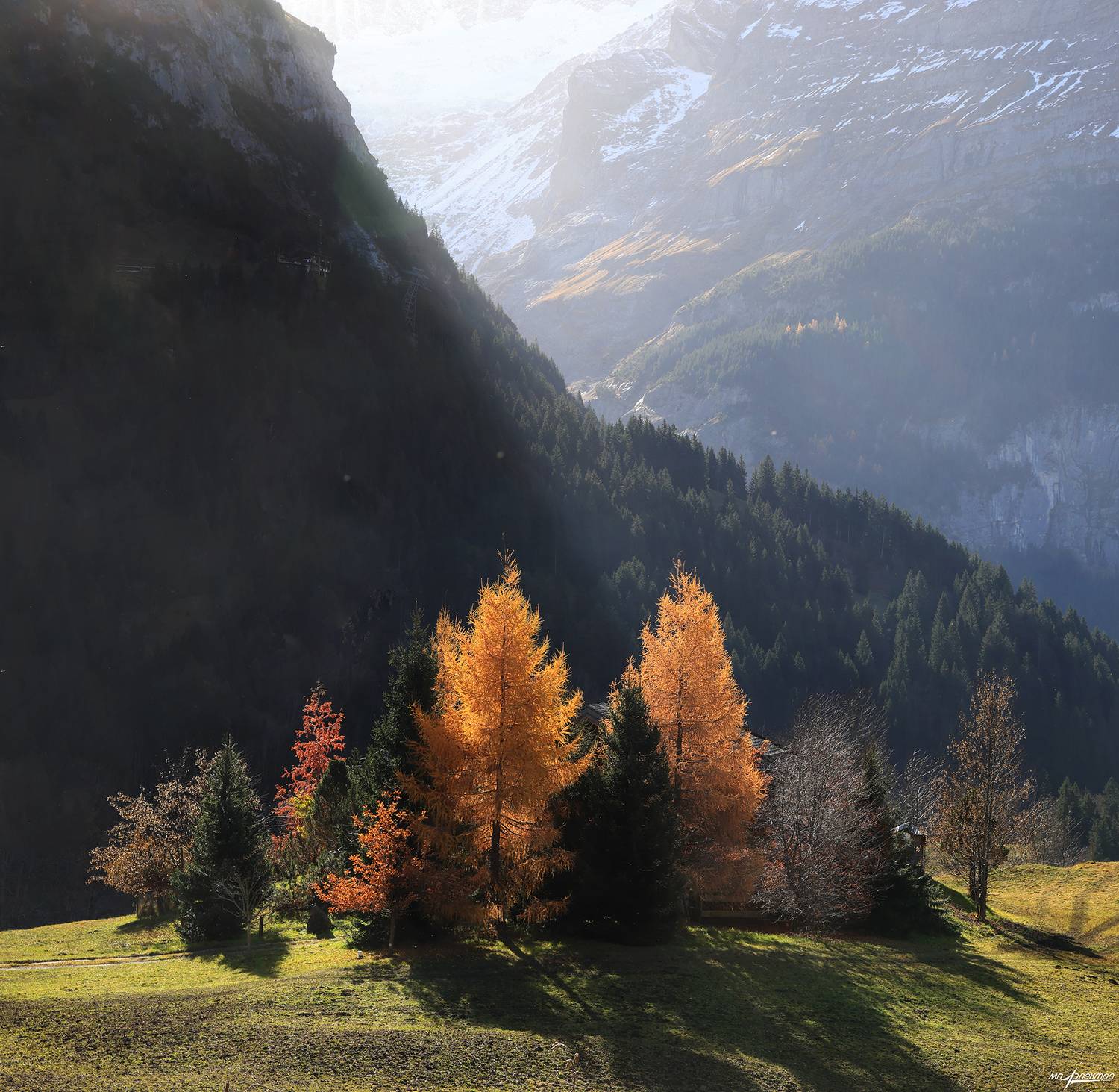 swiss, Матвеев Николай