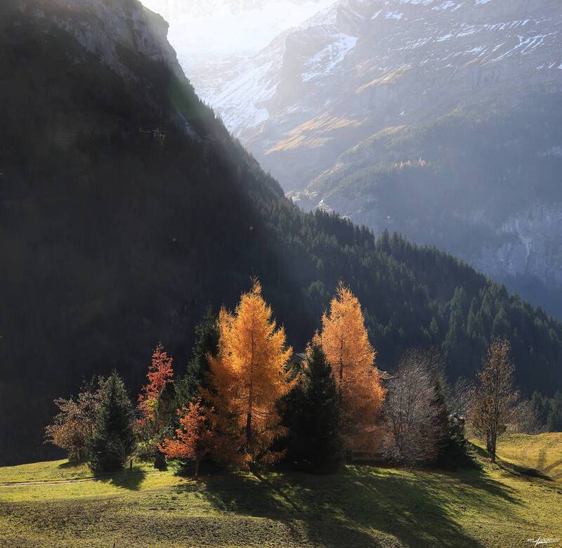 swiss Островок Осени фото превью