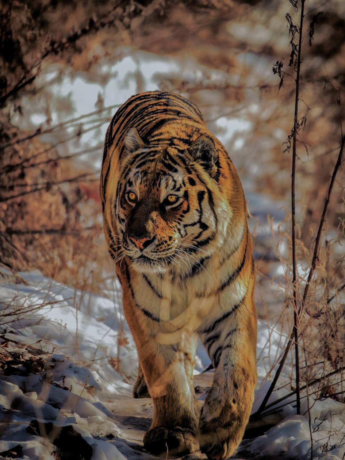 , Лаврентьев Александр