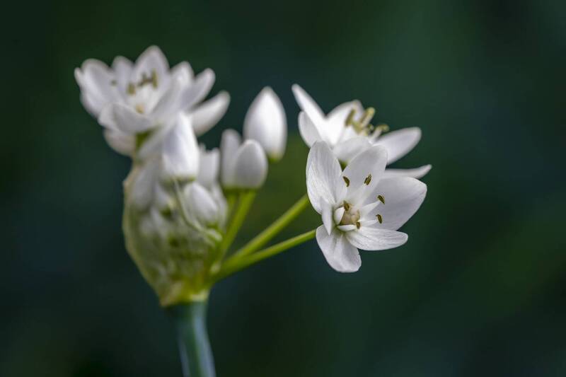macro, flowers, plants, nature, spring, red, grass  фото превью