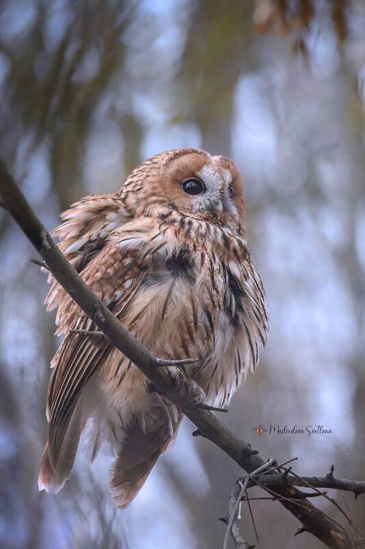 фотоохота, птица, зима, птицы, серая неясыть, сова Пёрышко к пёрышку. фото превью