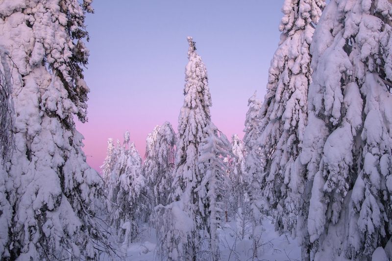 посреди леса фото превью