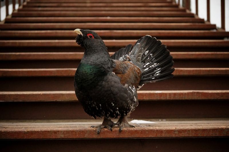 глухарь, красноярские столбы Глухарь фото превью