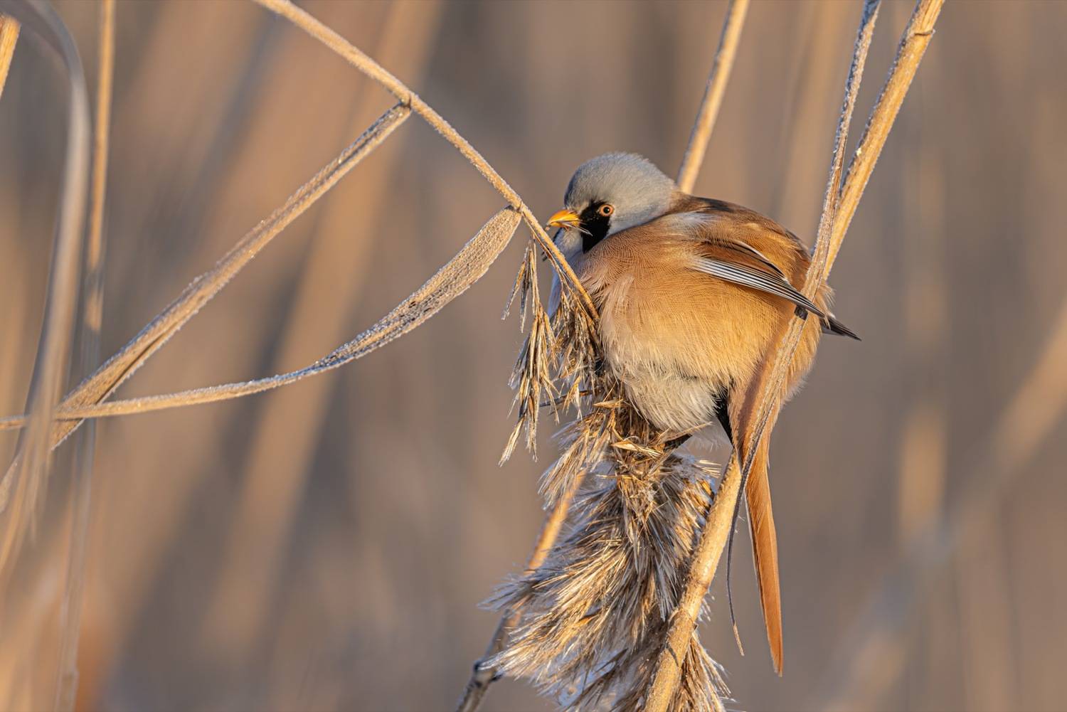 усатая синица, синица, птицы, Ruslan Pl