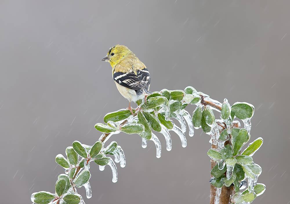 american goldfinch, американский чиж, чиж, зима, bird, wild, птицы, cнег, winter bird, птицы, snow, winter, cold, Etkind Elizabeth