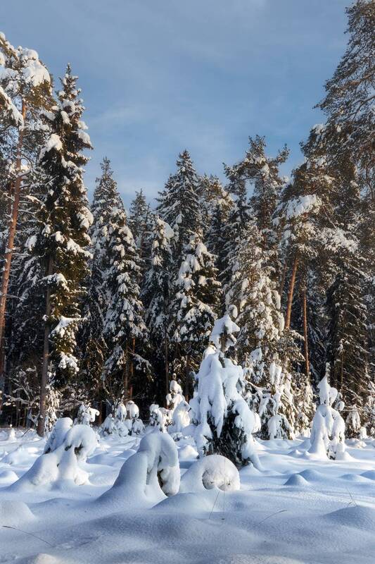 лес, деревья, снег, свет В зимнем лесу фото превью