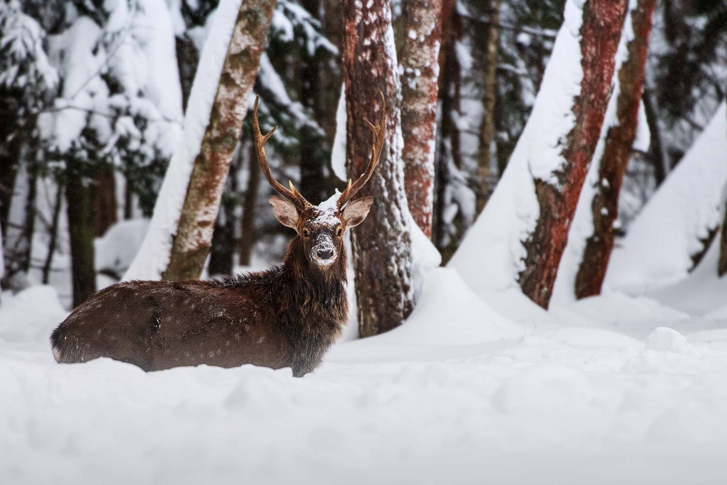 , Павел Ныриков