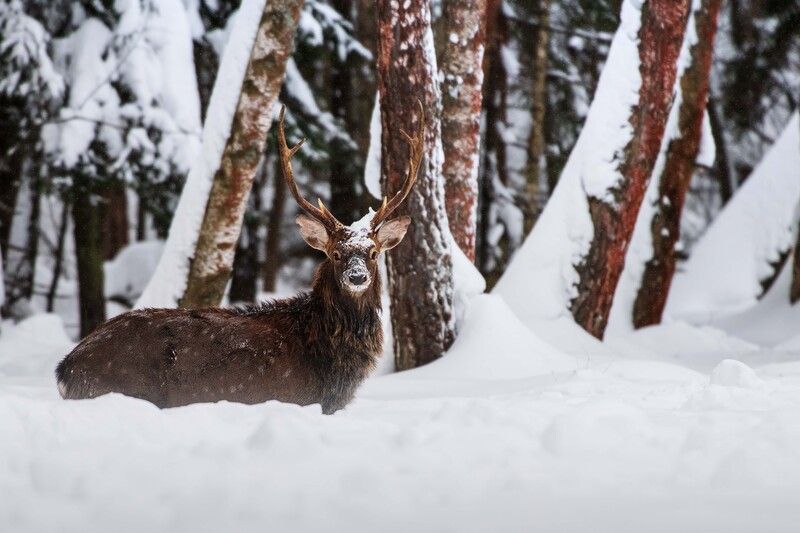 *** фото превью