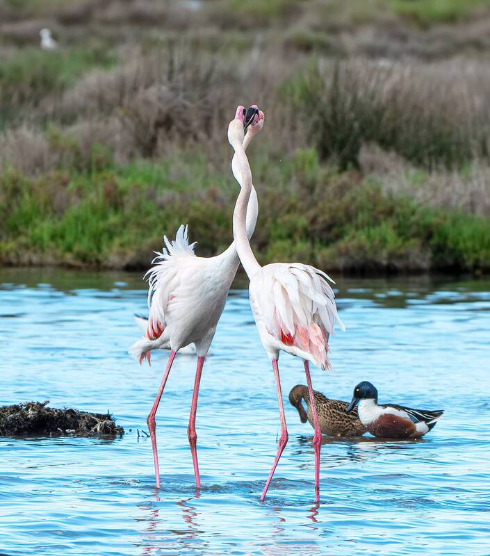 Albufera de Mallorca фото превью
