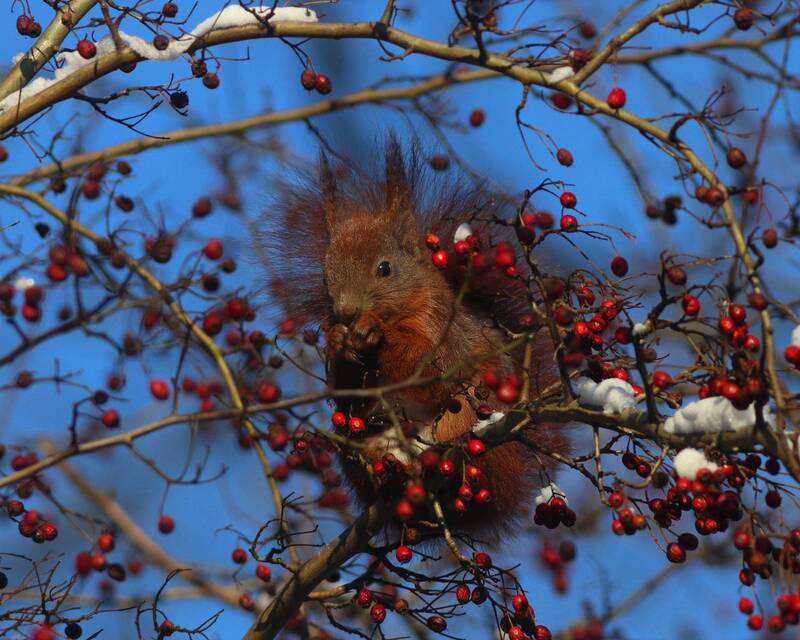 обыкновенная белка, белка, sciurus vulgaris, red squirrel, squirrel, парк имени макса ашманна Любительница боярышника фото превью