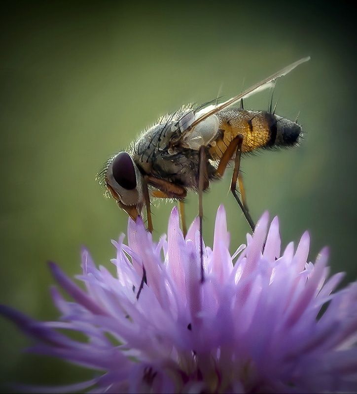 *** фото превью
