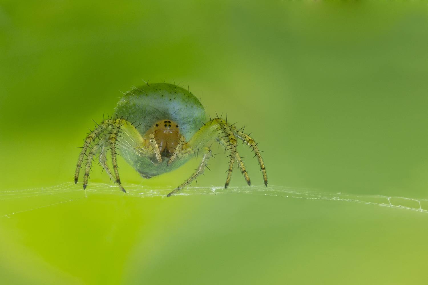 макро, природа, животное, растение, цвет, фото, зеленый, паук, трава, Шаповалов Андрей
