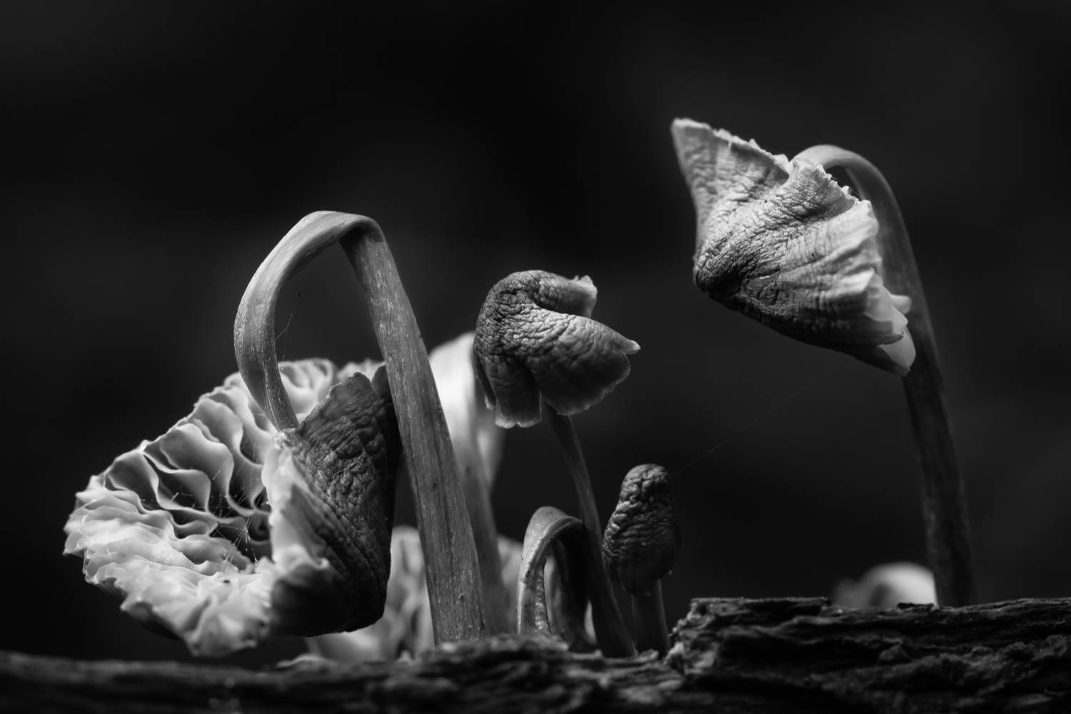 мицена, грибы, конфликт, чб, Ксения Соварцева