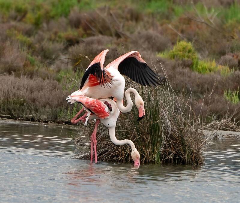 Albufera de Mallorca фото превью
