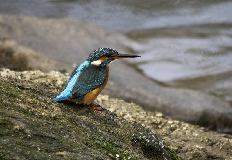 Зимородок. фото превью