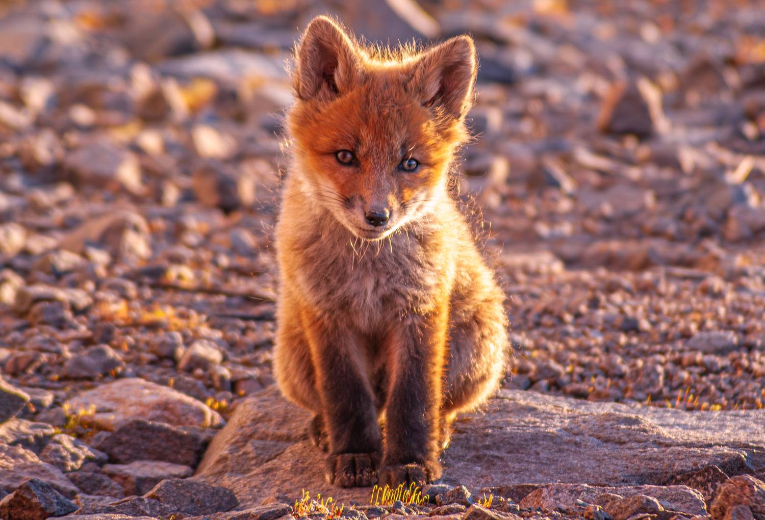 , Андрей Загребельный