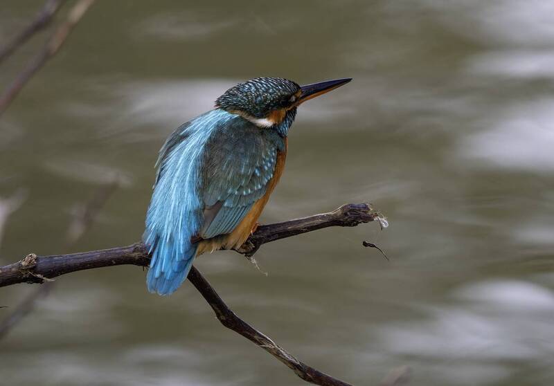 Зимородок. фото превью