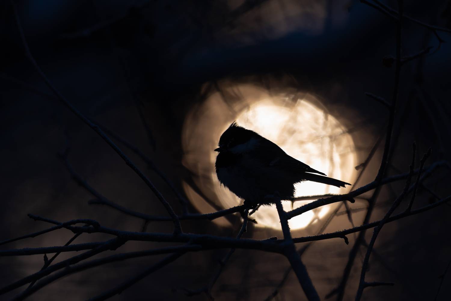 московка, синица, синичка, птица, птицы, новосибирск, зима, январь, бор, лес, солнце, Денис Воронов