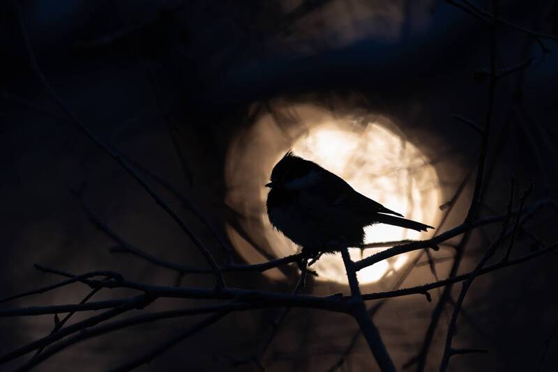 московка, синица, синичка, птица, птицы, новосибирск, зима, январь, бор, лес, солнце Солнечная птица фото превью