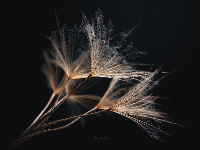 марко, макрофотография, козлобородник, пушинки, мануальная оптика Изгибы фото превью