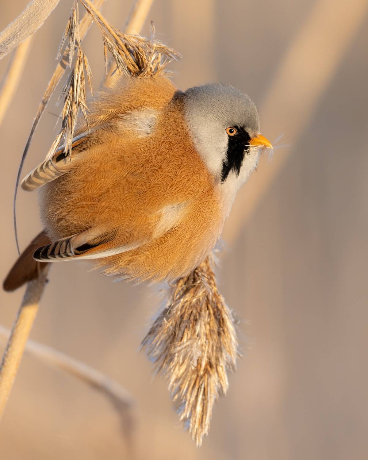 усатая синица, синица, птицы, Ruslan Pl