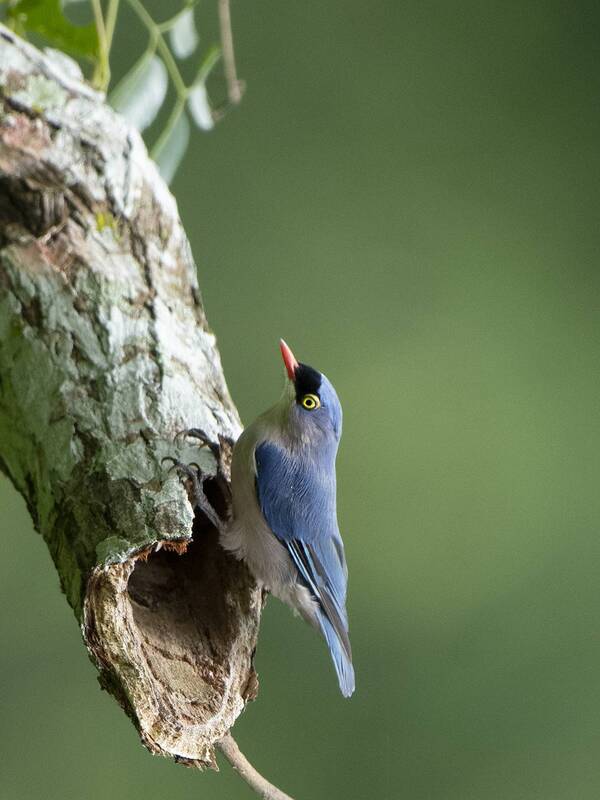 Velvet Fronted Nutchhead фото превью