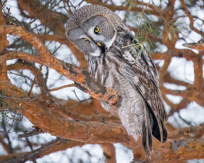 бородатая неясыть, совы, птицы сибири, бердвочинг Не подходи ко мне - я обиделась, я обиделась, раз и навсегда) фото превью
