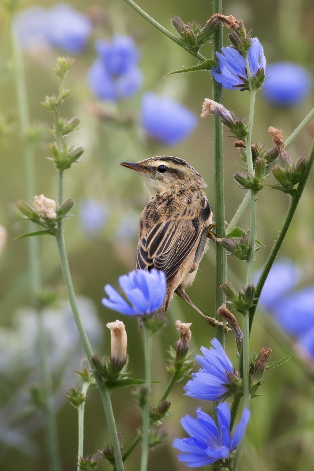 wildlife, birdwatching, nature, bird photography, птица, фотоохота, природа, камышовка-барсучок, Полина Шальнева
